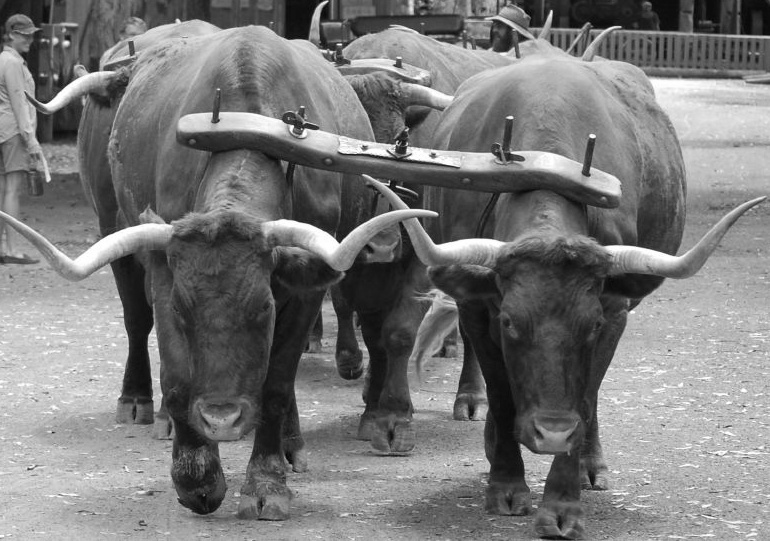 Picture of two bulls held together by a yoke.